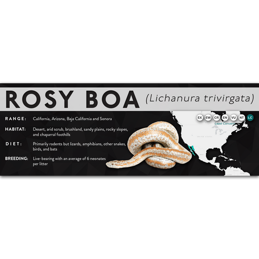 Rosy Boa (Lichanura trivirgata) - X Label