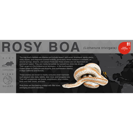 Rosy Boa (Lichanura trivirgata) - Black Series Vivarium Label