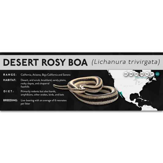 Desert Rosy Boa (Lichanura trivirgata) - X Label