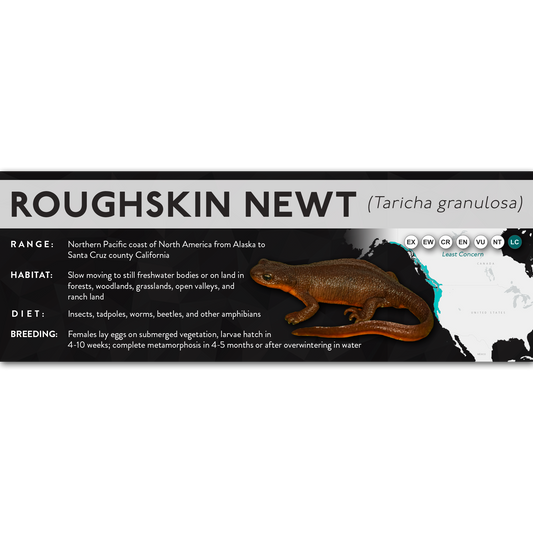 Roughskin Newt (Taricha granulosa) - X Label
