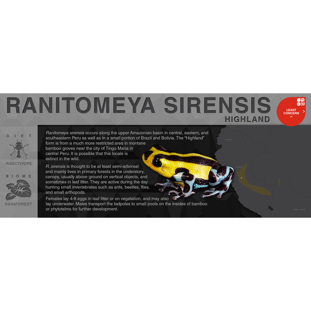 Ranitomeya sirensis 