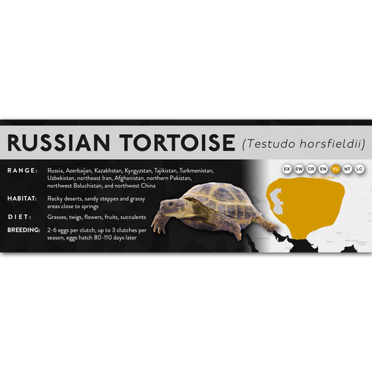 Russian Tortoise (Testudo horsfieldii) - X Label