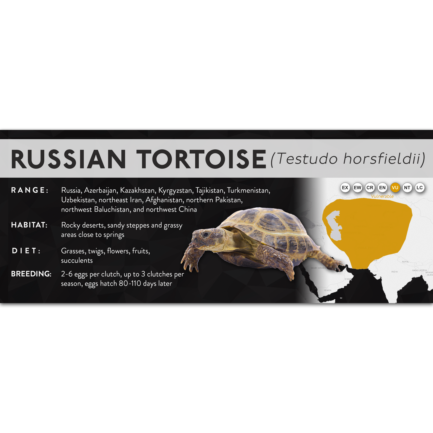 Russian Tortoise (Testudo horsfieldii) - X Label
