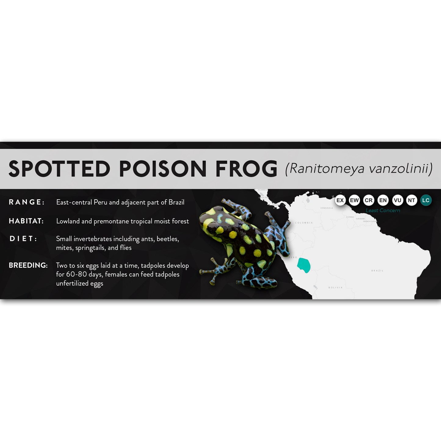 Spotted Poison Frog (Ranitomeya vanzolinii) - X Label