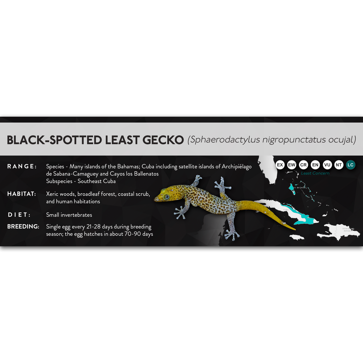 Black-Spotted Least Gecko (Sphaerodactylus nigropunctatus) - X Label