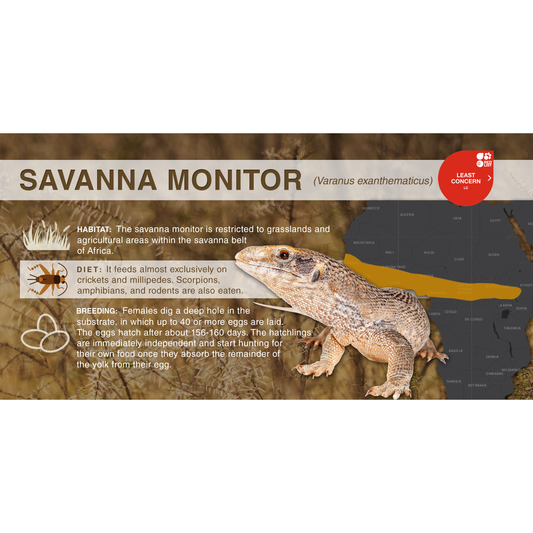 Savanna Monitor (Varanus exanthematicus) - Aluminum Sign