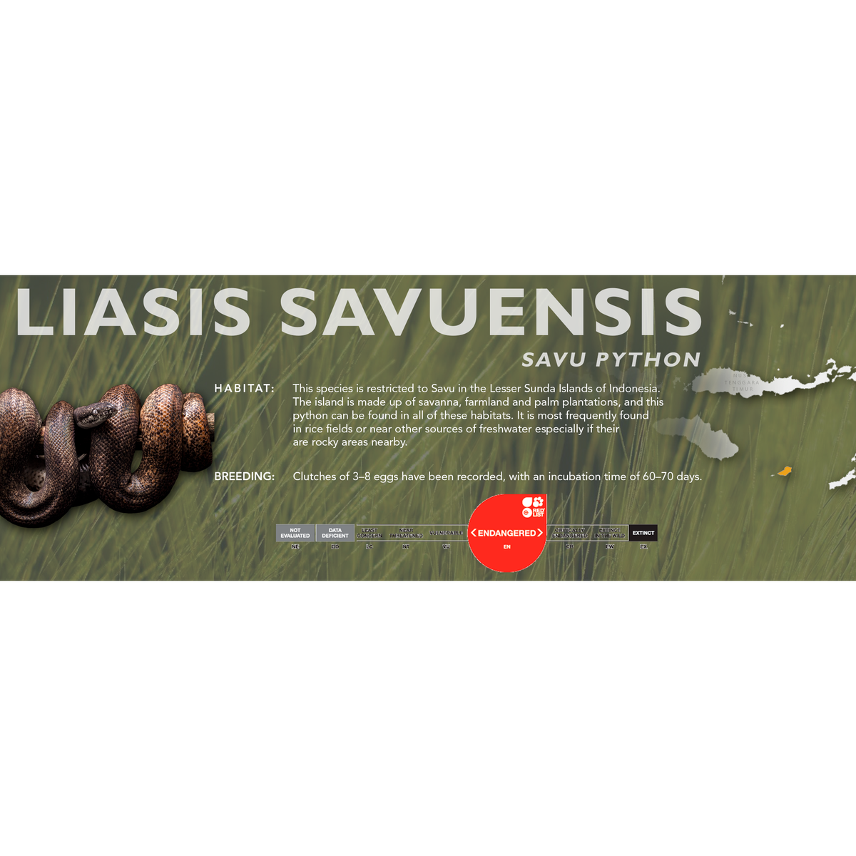 Savu Python (Liasis savuensis) Standard Vivarium Label – Cloud Forest ...