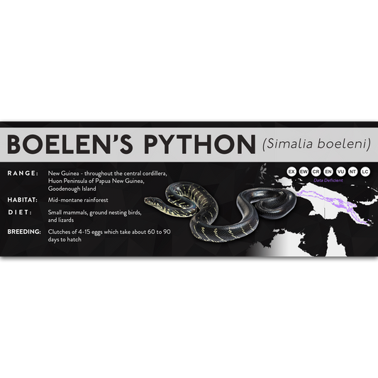Boelen's Python (Simalia boeleni) - X Label