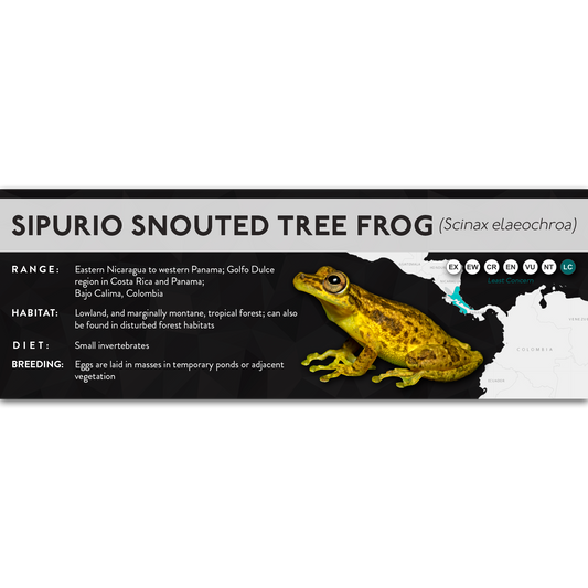 Sipurio Snouted Tree Frog (Scinax elaeochroa) - X Label
