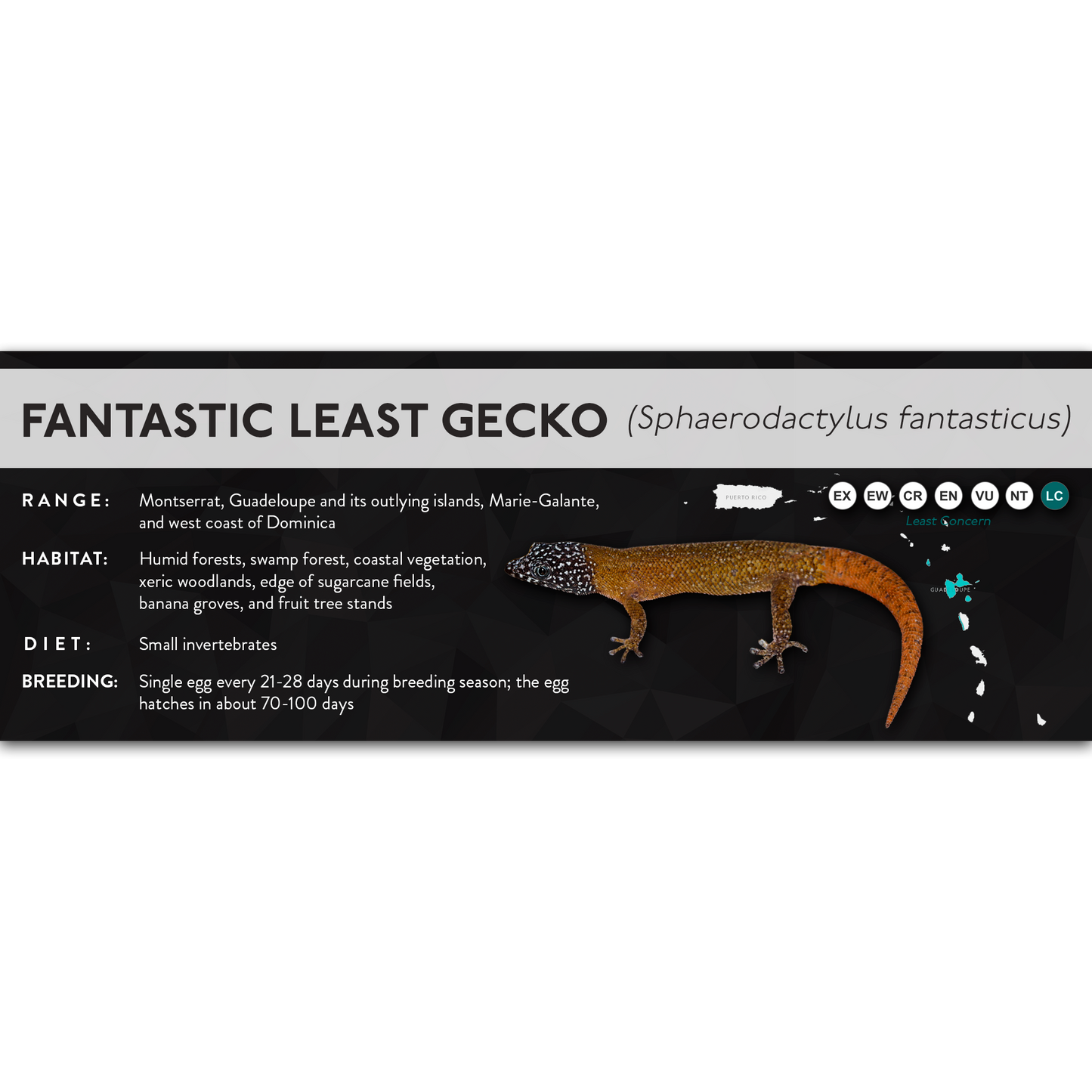Fantastic Least Gecko (Sphaerodactylus fantasticus) - X Label