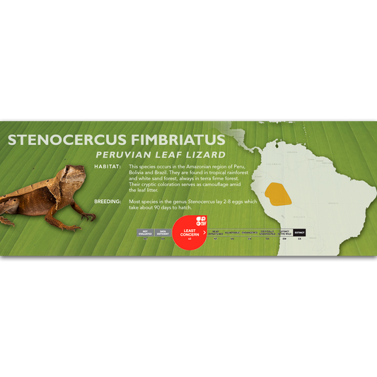 Peruvian Leaf Lizard (Stenocercus fimbriatus) Classic Vivarium Label