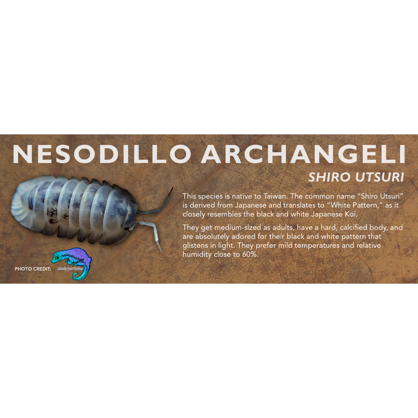 Nesodillo archangeli "Shiro Utsuri" - Isopod Label