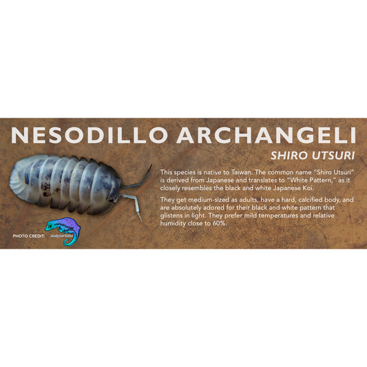 Nesodillo archangeli "Shiro Utsuri" - Isopod Label