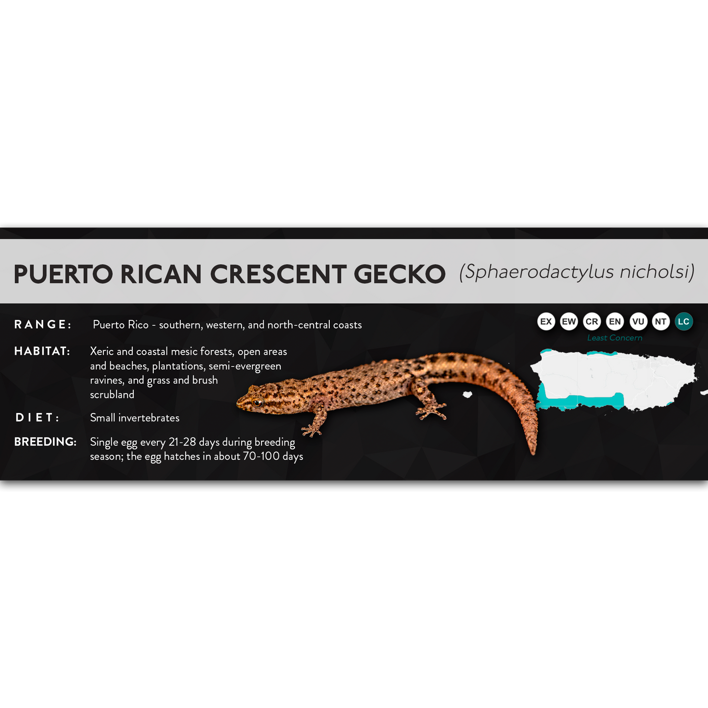 Puerto Rican Crescent Gecko (Sphaerodactylus nicholsi) - X Label