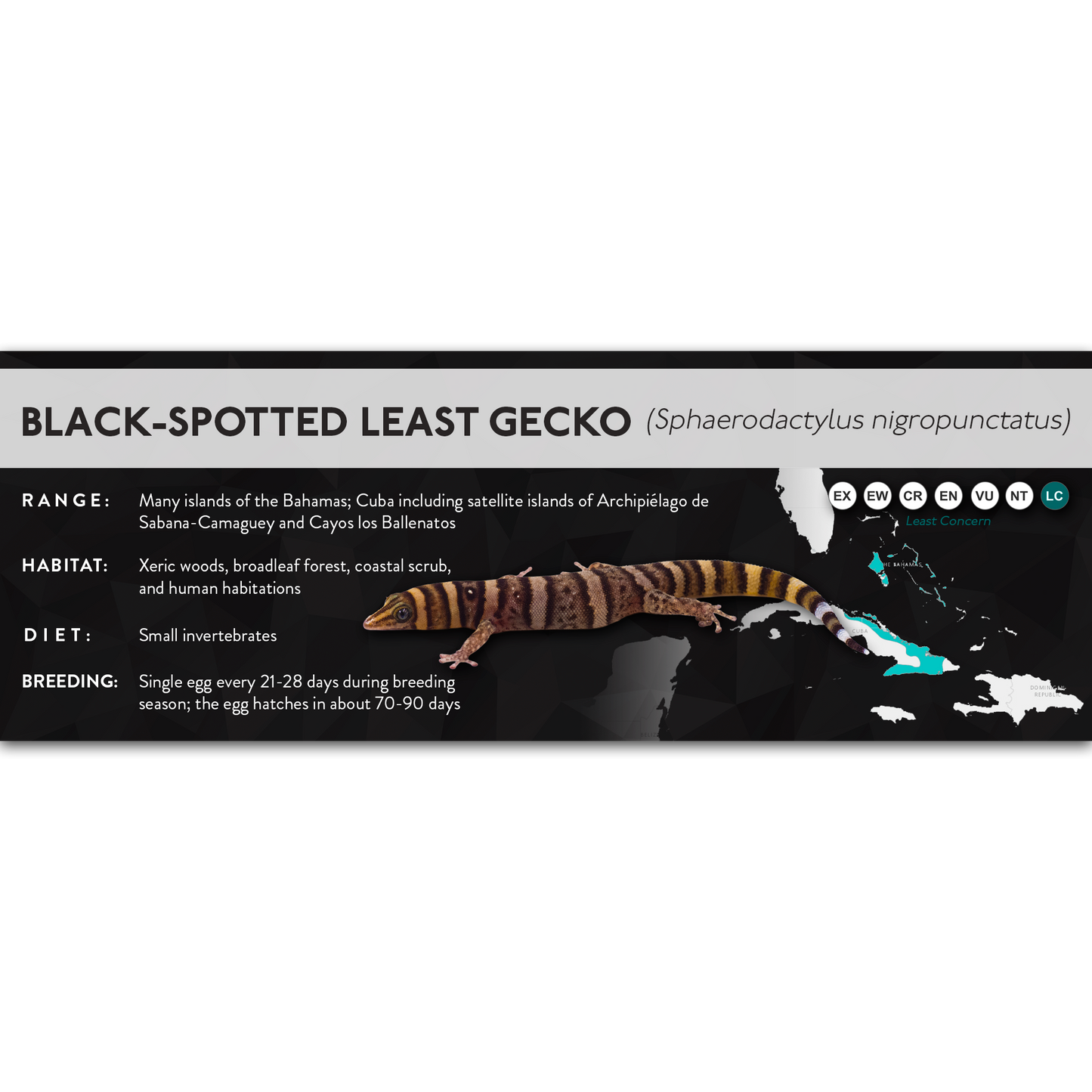 Black-Spotted Least Gecko (Sphaerodactylus nigropunctatus) - X Label