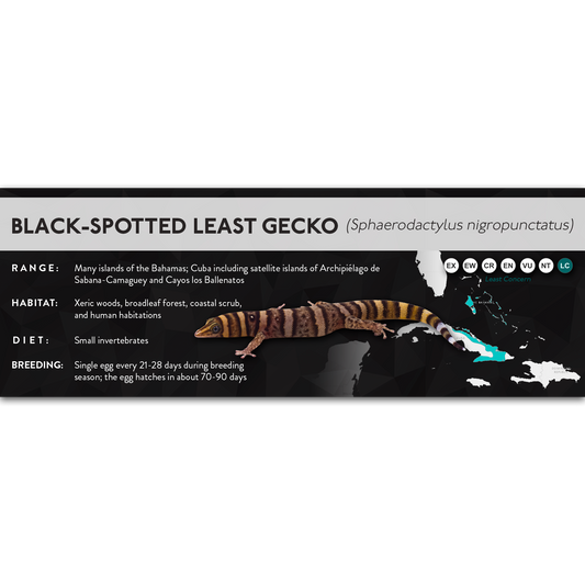 Black-Spotted Least Gecko (Sphaerodactylus nigropunctatus) - X Label