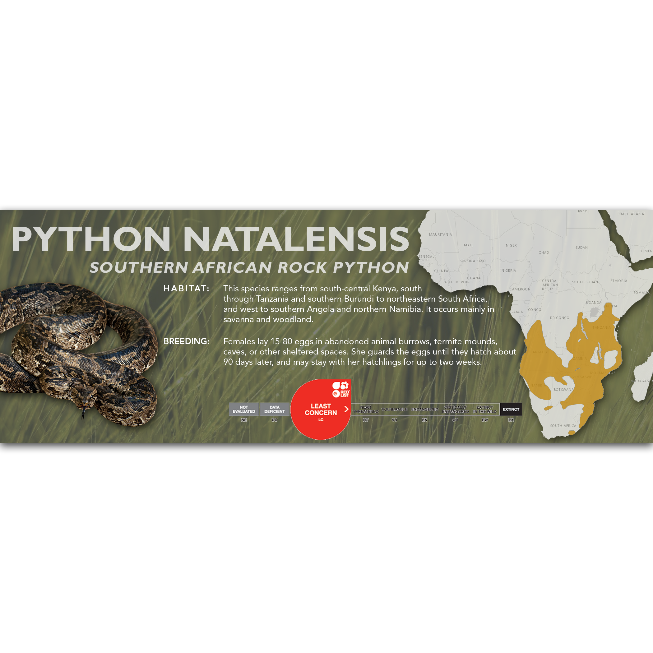 Southern African Rock Python (Python natalensis) Classic Vivarium Labe ...