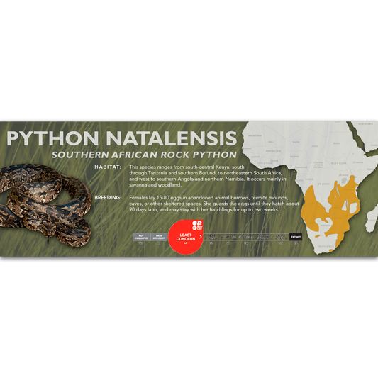 Southern African Rock Python (Python natalensis) Classic Vivarium Label