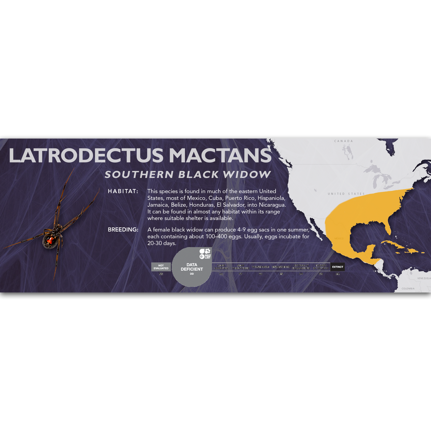 Southern Black Widow (Latrodectus mactans) - Classic Vivarium Label