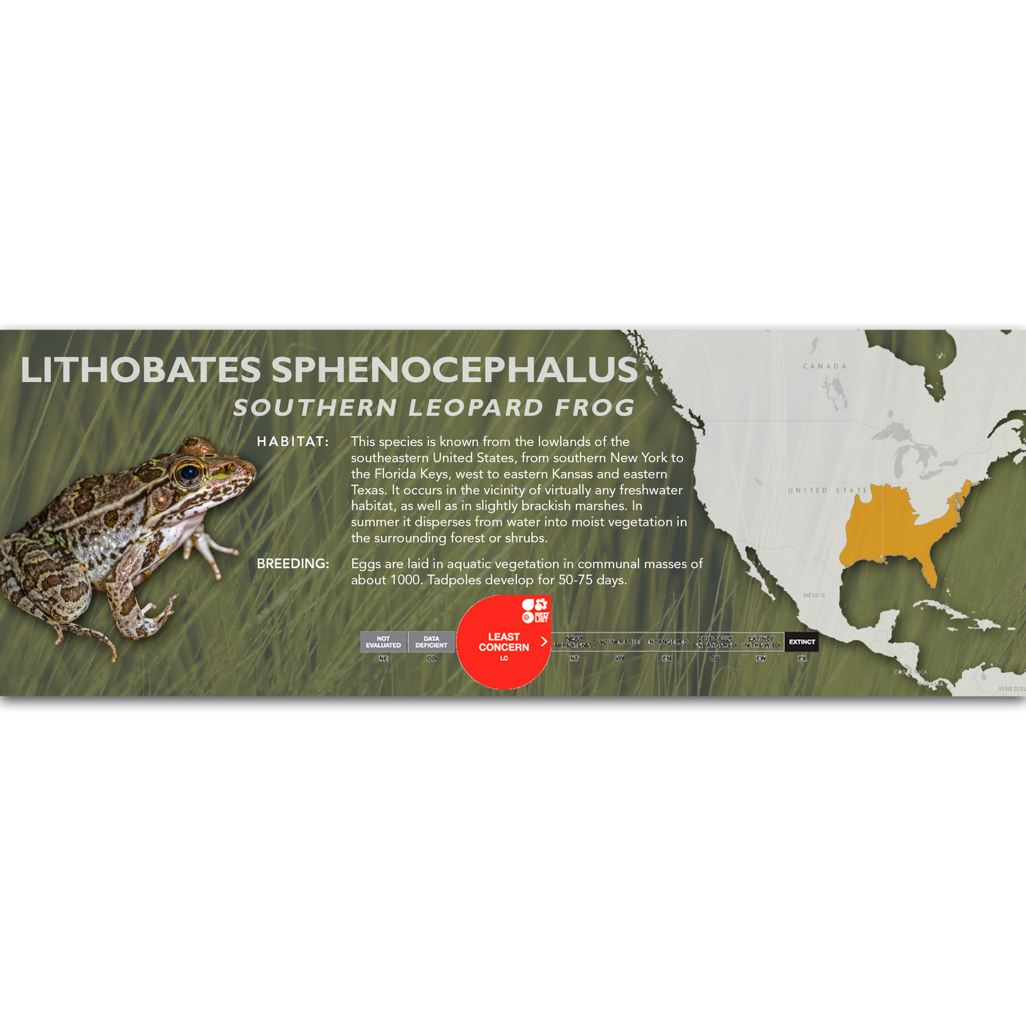 Southern Leopard Frog (Lithobates sphenocephalus) - Classic Vivarium Label