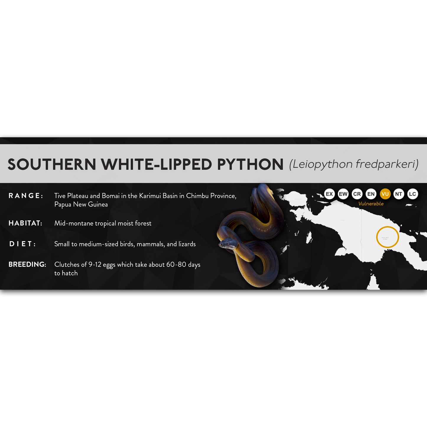 Southern White-Lipped Python (Leiopython fredparkeri) - X Label