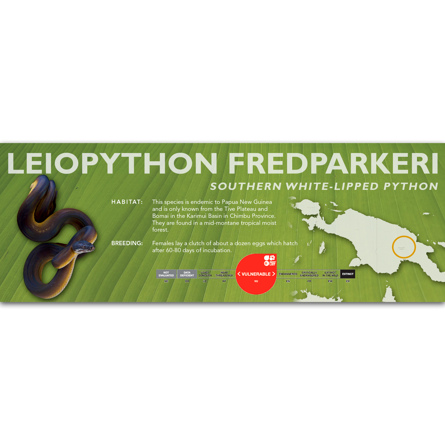 Southern White-Lipped Python (Leiopython fredparkeri) Classic Vivarium Label