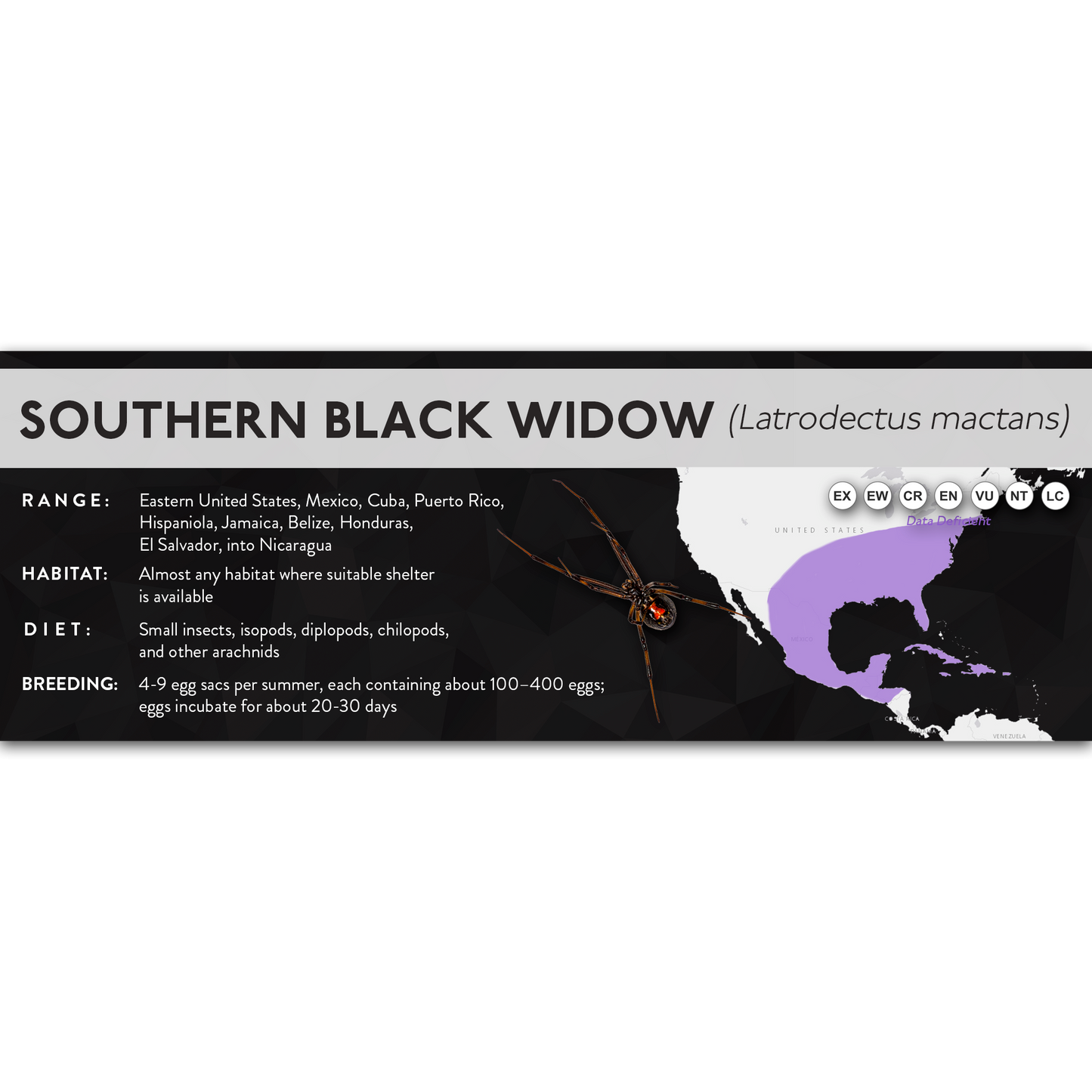 Southern Black Widow (Latrodectus mactans) - X Label