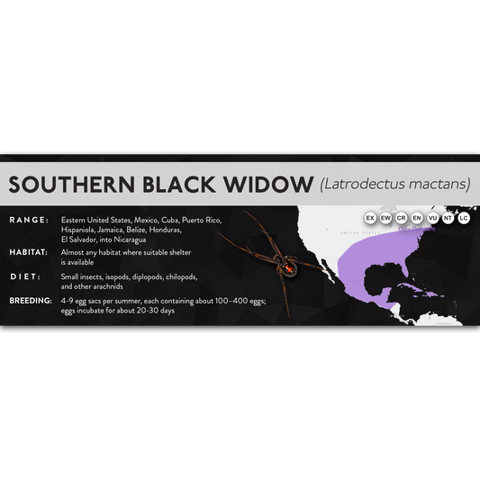 Southern Black Widow (Latrodectus mactans) - X Label
