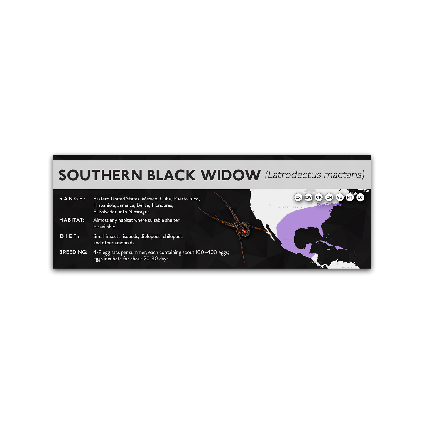 Southern Black Widow (Latrodectus mactans) - X Label