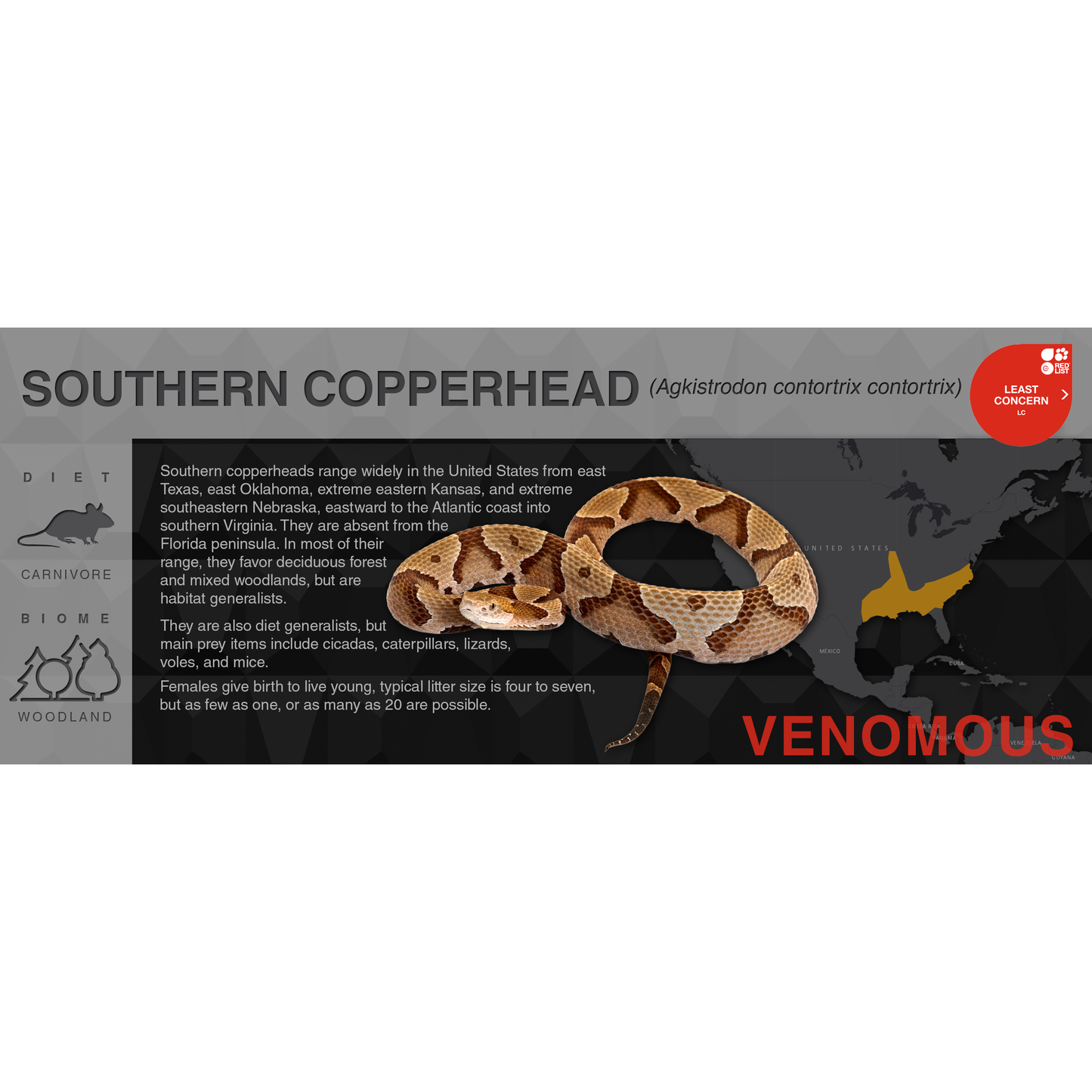 Copperhead (Agkistrodon contortrix) - Black Series Vivarium Label