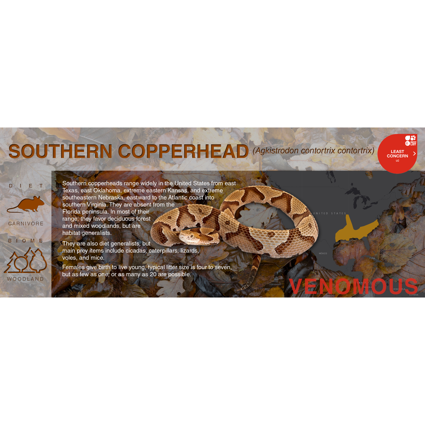 Copperhead (Agkistrodon contortrix) - Black Series Vivarium Label