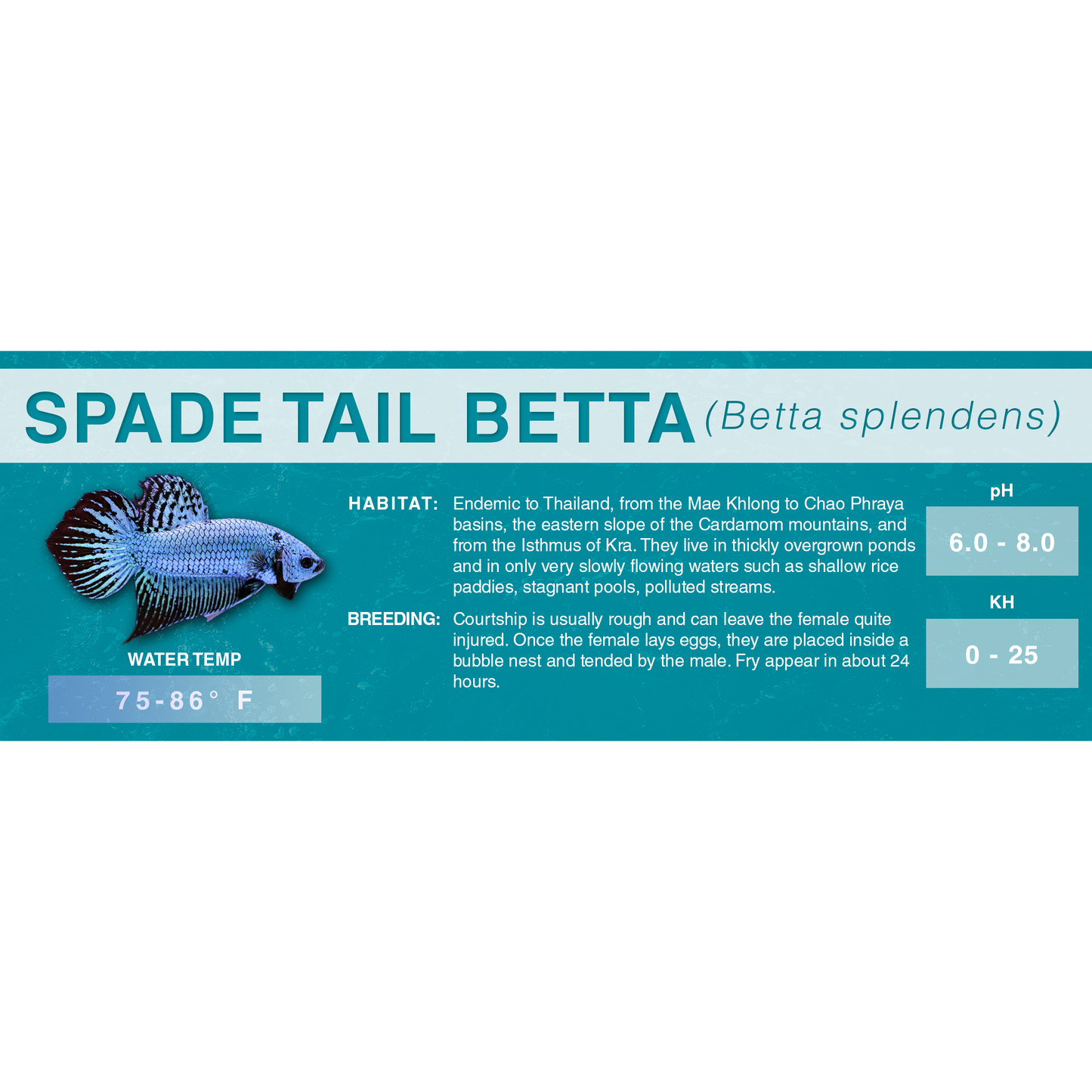 Betta Fish (Betta splendens) - Standard Aquarium Label