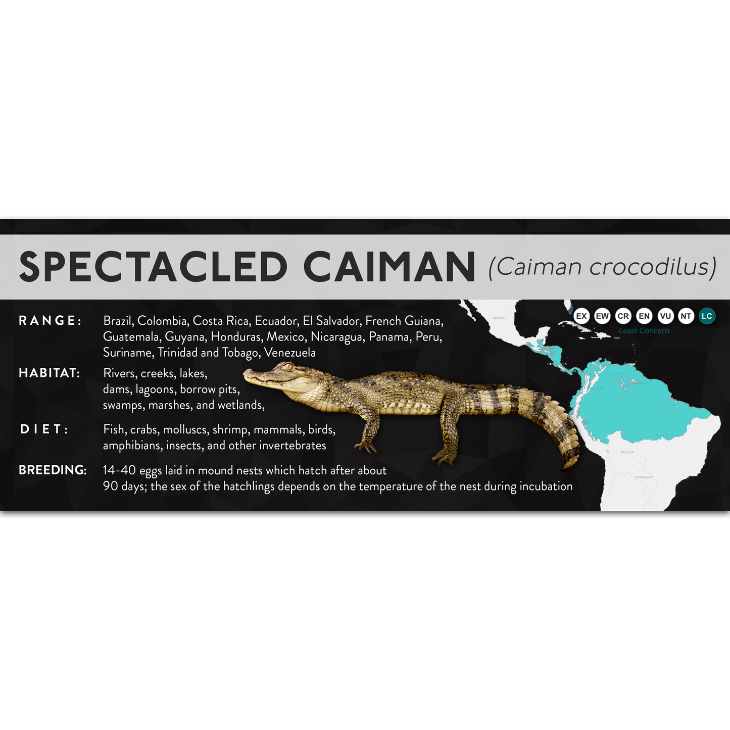 Spectacled Caiman (Caiman crocodilus) - X Label