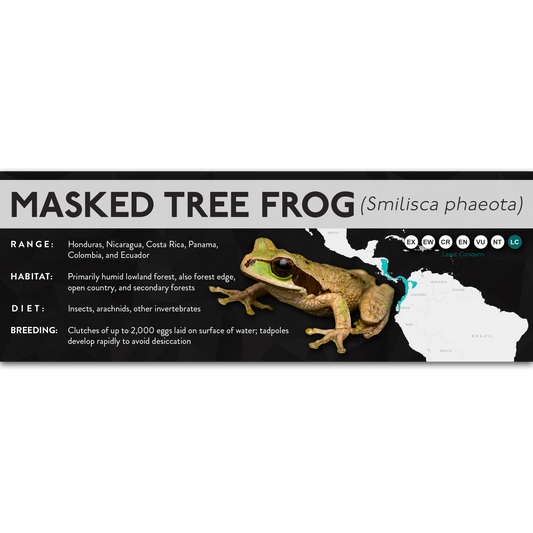 Masked Tree Frog (Smilisca phaeota) - X Label