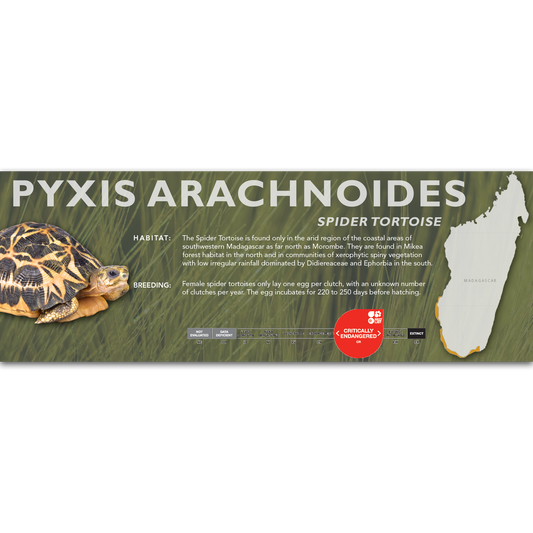 Spider Tortoise (Pyxis arachnoides) - Classic Vivarium Label