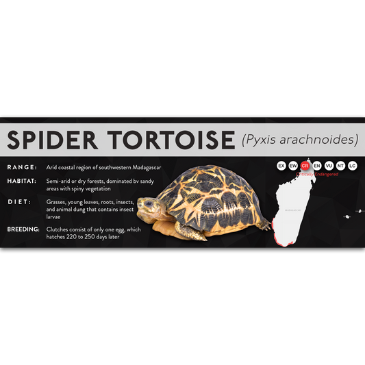 Spider Tortoise (Pyxis arachnoides) - X Label