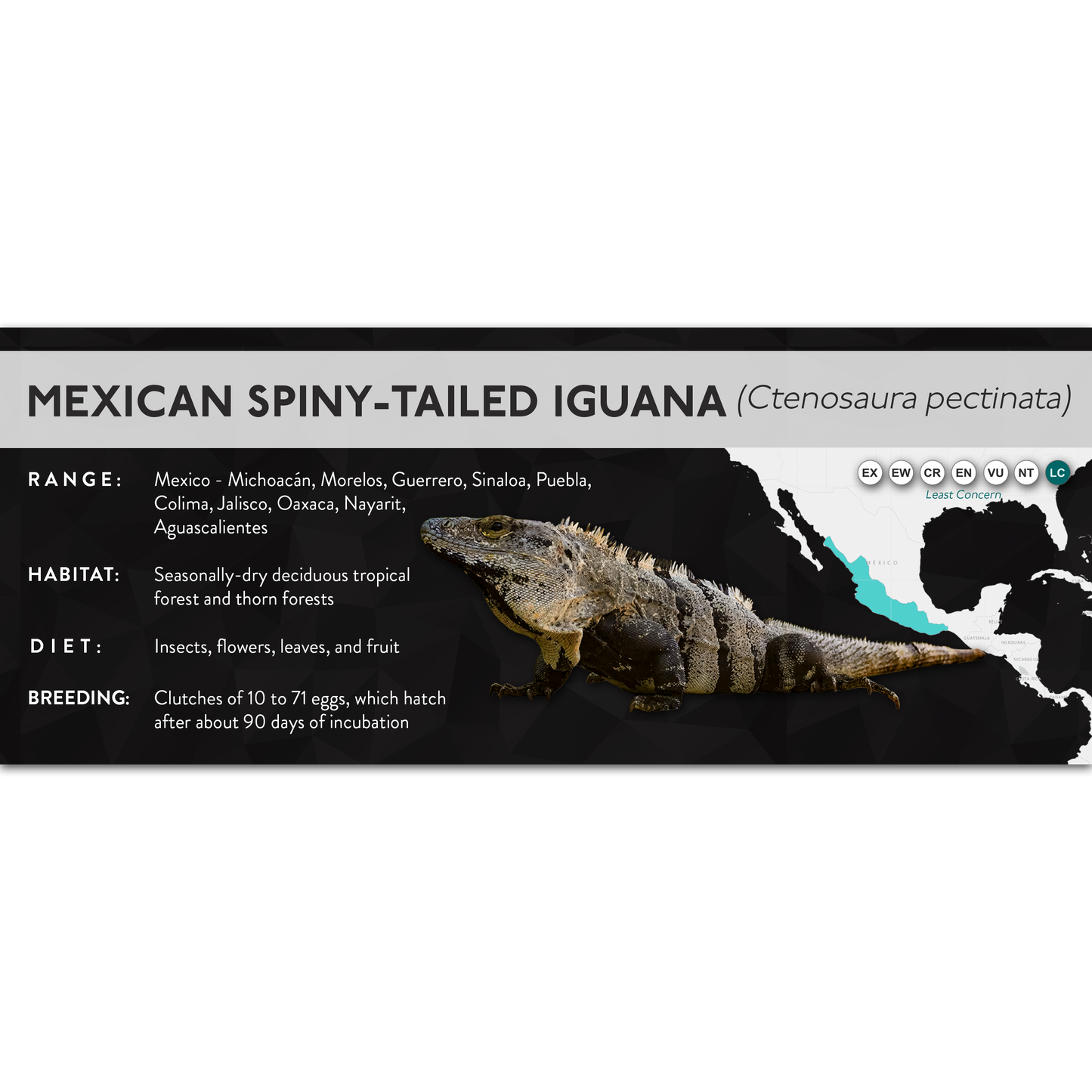 Mexican Spiny-Tailed Iguana (Ctenosaura pectinata) - X Label