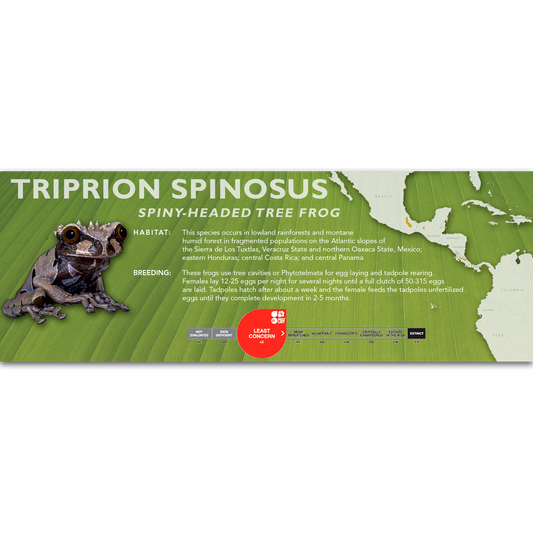 Spiny-Headed Tree Frog (Triprion spinosus) - Classic Vivarium Label