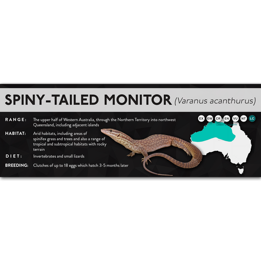 Spiny-Tailed Monitor (Varanus acanthurus) - X Label