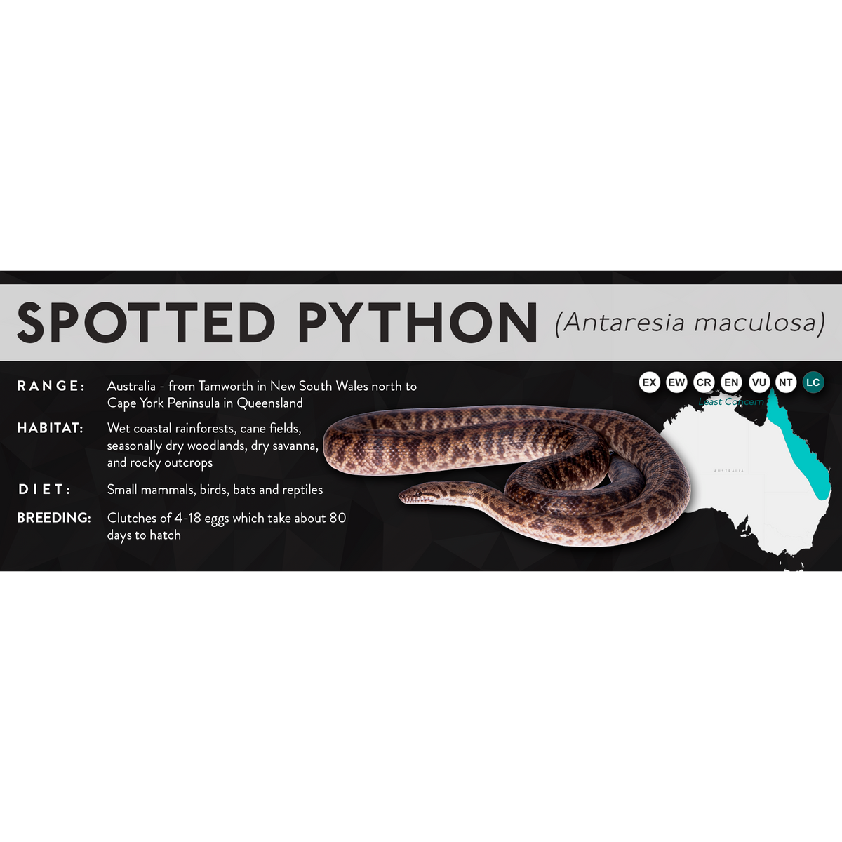 Spotted Python (Antaresia maculosa) - X Label – Cloud Forest Design