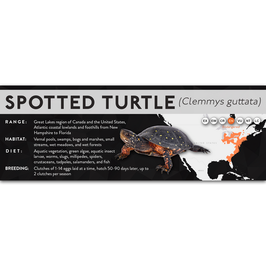 Spotted Turtle (Clemmys guttata) - X Label