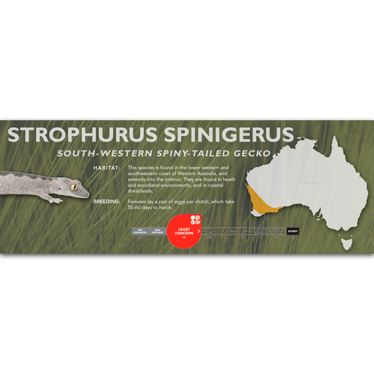 South-Western Spiny-Tailed Gecko (Strophurus spinigerus) Classic Vivarium Label