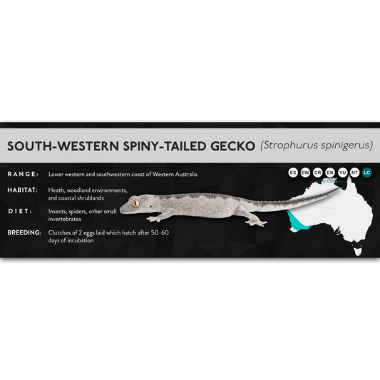 South-Western Spiny-Tailed Gecko (Strophurus spinigerus) - X Label