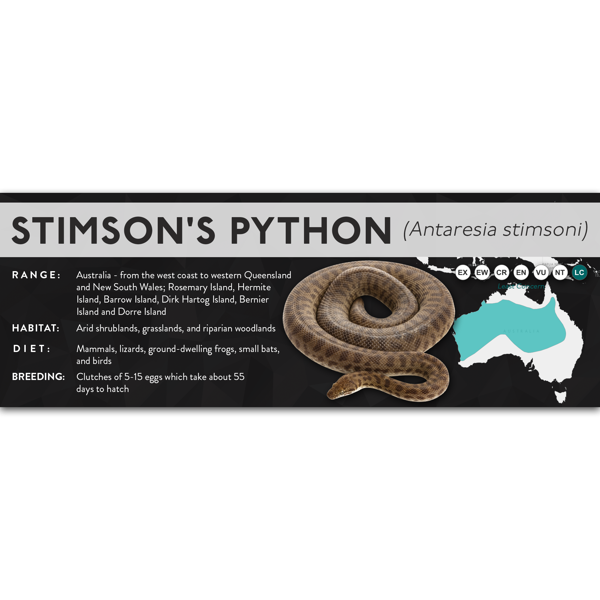 Stimson's Python (Antaresia stimsoni) - X Label – Cloud Forest Design