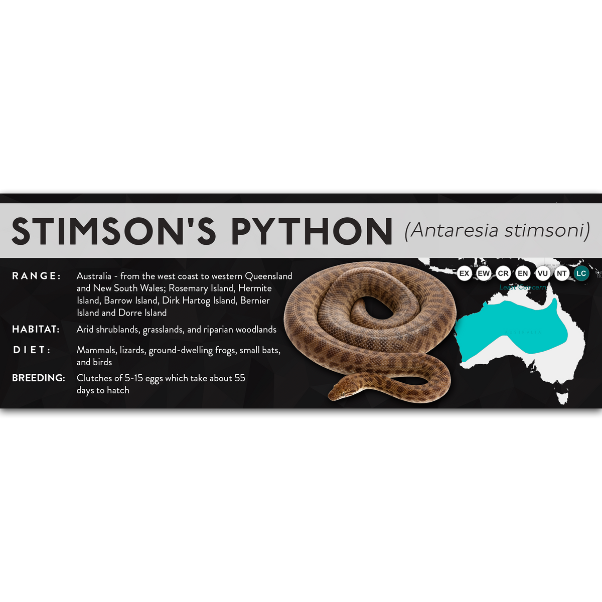 Windora Stimson Python Stimson's Python (Antaresia stimsoni) - X Label – Cloud Forest Design