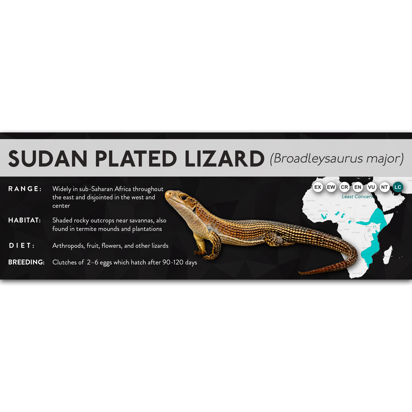 Sudan Plated Lizard (Broadleysaurus major) - X Label