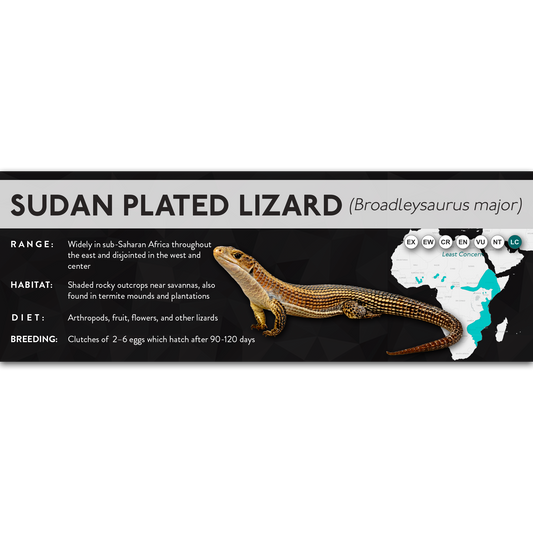 Sudan Plated Lizard (Broadleysaurus major) - X Label