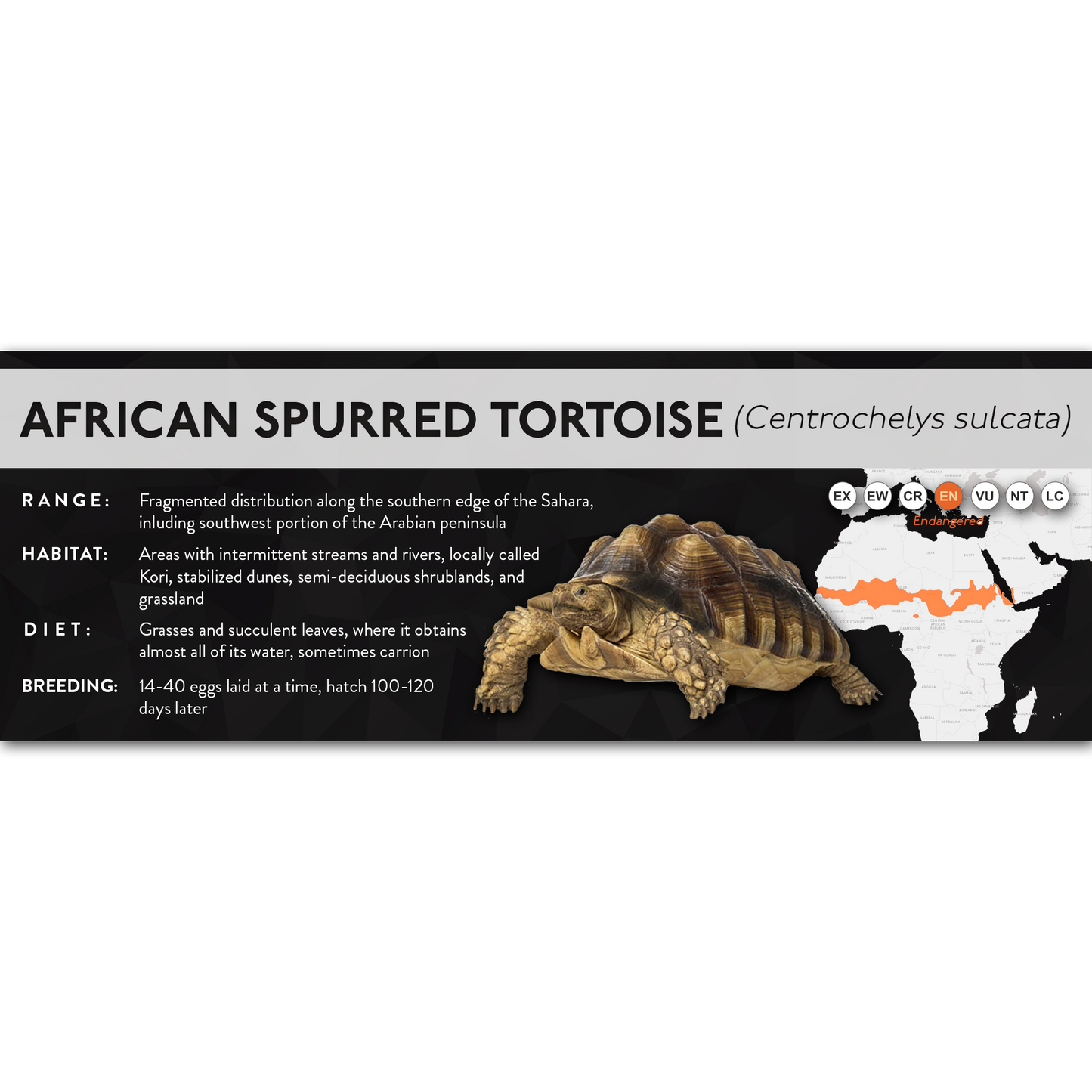 African Spurred Tortoise (Centrochelys sulcata) - X Label