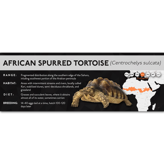 African Spurred Tortoise (Centrochelys sulcata) - X Label