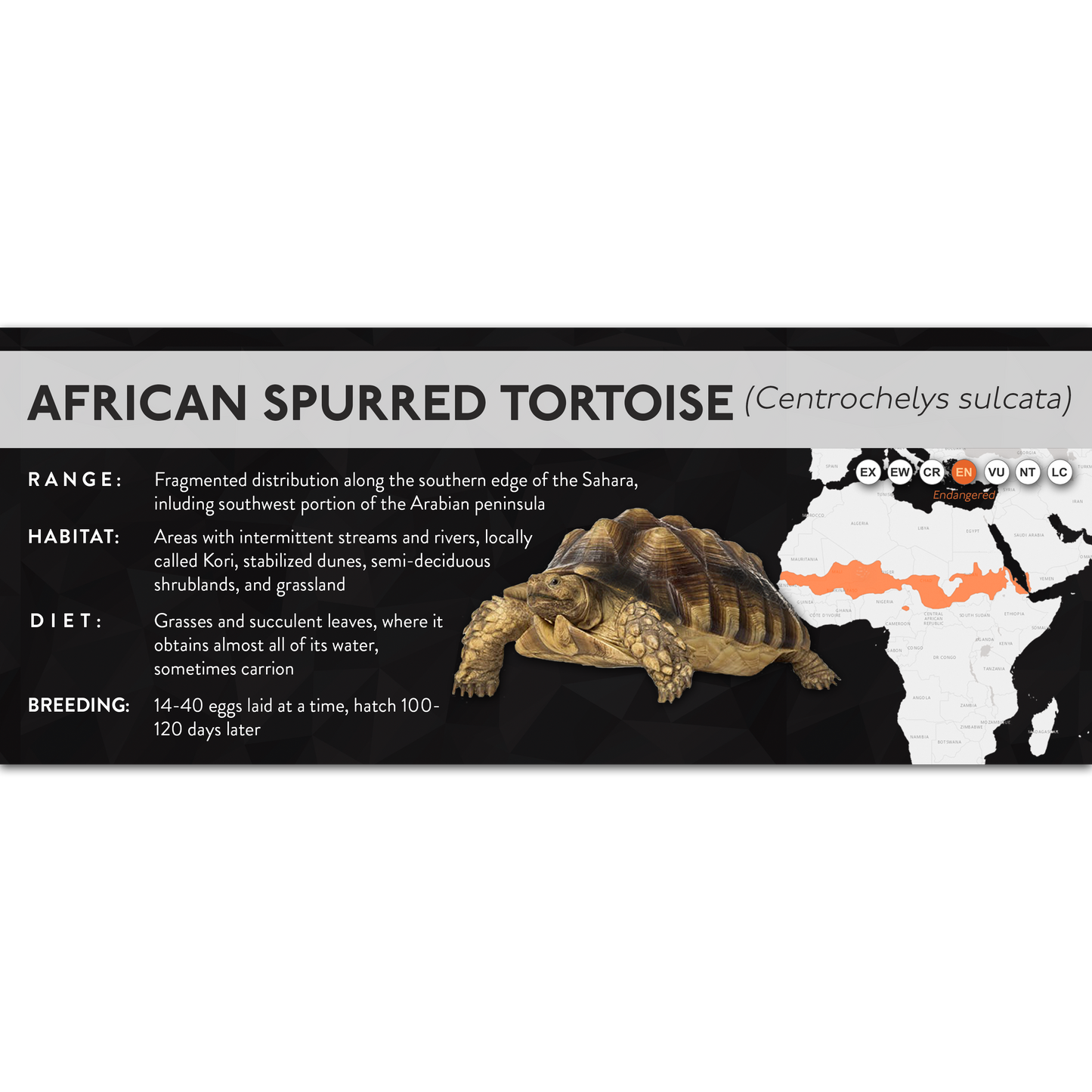 African Spurred Tortoise (Centrochelys sulcata) - X Label